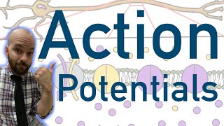 Action Potentials  Animated Explained Graphed [upl. by Cyb]