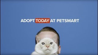 PetSmart Charities Cat Adoptions [upl. by Sacksen]