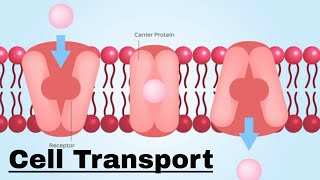 Cell transport Passive and Active Transport [upl. by Naryk]