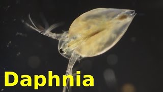 Daphnia [upl. by Rtoip]