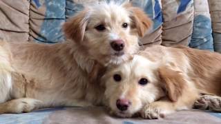 Scared Puppies Rescued from a Pipe 50 days later [upl. by Niajneb266]