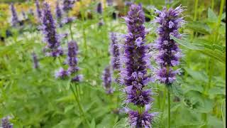 Agastache Black Adder [upl. by Trebmer684]