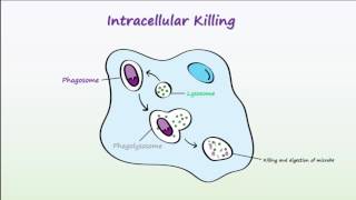 Phagocytosis [upl. by Anahahs840]