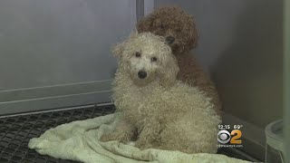 Poodles Rescued From Home Need Adoption [upl. by Blight]