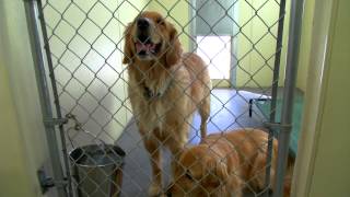 AFiles  Golden Retriever Rescue [upl. by Nilyam]