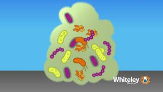 Biofilm Formation  Whiteley Medical [upl. by Alyak]