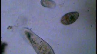 Exocytosis in Paramecium [upl. by Aihsekat]