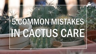 5 Common Mistakes in Cactus Care [upl. by Ealasaid643]