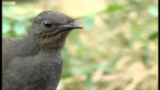 Lyre Bird Impression of a Camera Car Alarm and Chainsaw HD [upl. by Ym]