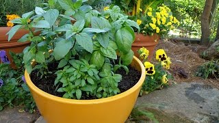 How to Grow Basil [upl. by Leanne]