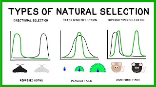 Natural Selection Adaptation and Evolution [upl. by Neville]