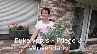 Eukalyptus  Pflege amp Verwendung des Eukalyptus gunnii [upl. by Ilahsiav]