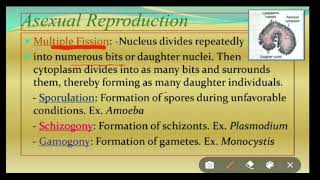 Reproduction in Protozoa [upl. by Bartholomeus525]