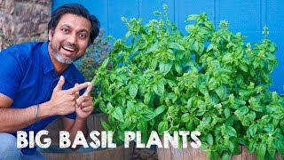 5 Tips to Grow Big Bushy Basil Plants [upl. by Arul]