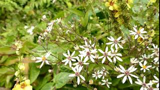 Aster divaricatus [upl. by Anidem]