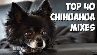 Top 40 Most Popular Chihuahua Mixes 🐶 2020 [upl. by Eilak603]