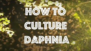 How To Culture Daphnia Magna [upl. by Arehsat678]