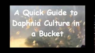 How to culture daphnia outside [upl. by Braun]