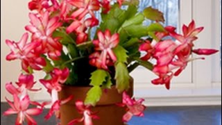 Care amp Culture of Christmas Cactus [upl. by Frederic]