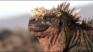 Saltsneezing Marine Iguanas in the Galapagos [upl. by Laktasic]