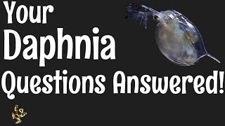 Daphnia Questions Answered [upl. by Anaila]