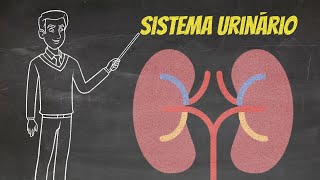 Sistema Urinário  Vídeo Aula 19 [upl. by Leina]