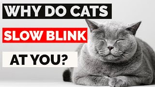 Do Cats Blink To Say I Love You  Why Does My Cat Slow Blinks At Me  Cat Slow Blinking Explained [upl. by Gothard]