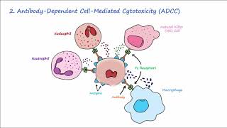 Type II Hypersensitivity  Mechanisms Described Concisely [upl. by Nomolos772]