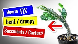 CACTUS CARE for Beginners  How to fix DROOPY Cactus Succulent [upl. by Settle862]