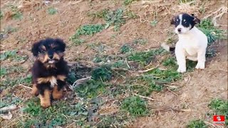 Rescued Two Puppies From The Meadow [upl. by Viola905]