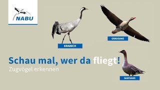 Kraniche und Gänse Zugvögel am Himmel erkennen [upl. by Acinoryt]