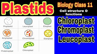 Plastids Types Structure and Functions  Ibad Biology [upl. by Tsew467]