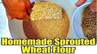 Homemade Sprouted Wheat Flour [upl. by Adnoral]