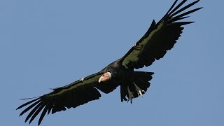 California condors [upl. by Siuqaj]