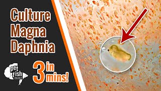 How to culture DAPHNIA MAGNA  The easy way [upl. by Alanson]