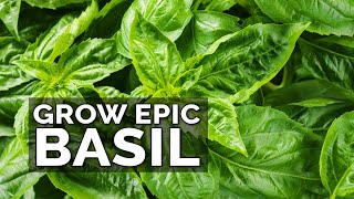 8 Tips to Grow Better Basil [upl. by Erline205]