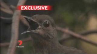 This Bird can copy the sound of everybody including Human  LyreBird [upl. by Joelynn133]