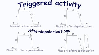 Triggered activity Afterdepolarizations [upl. by Cherry]