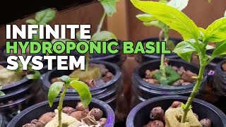 Hydroponic Basil Grow Basil Forever From 1 Plant [upl. by Leo]