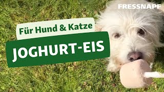 Rezept für Hund und Katze JoghurtEis [upl. by Rednasela]