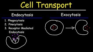 Cell Transport  Endocytosis Exocytosis Phagocytosis and Pinocytosis [upl. by Corina]