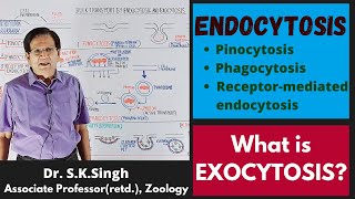 Endocytosis amp Exocytosis  Biology  BSc 1st Year [upl. by Alial355]