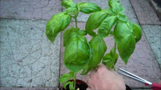 How to Grow Basil from Seed [upl. by Kean]