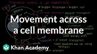 How do things move across a cell membrane  Cells  MCAT  Khan Academy [upl. by Nnaharas]