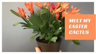 Meet My Easter Cactus Repotting amp Propagating [upl. by Afatsuom]