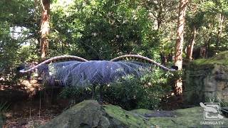 Lyrebird Sounds like a Laser at Taronga Zoo Sydney [upl. by Abeh829]