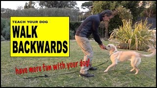 Teach Your Dog to Walk Backwards  Robert Cabral Dog Training [upl. by Gilemette]