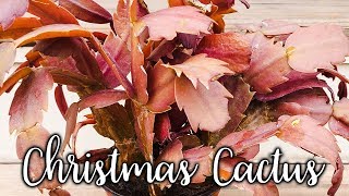 What Causes Christmas Cactus Thanksgiving Holiday Leaves To Change Color  JoyUsGarden [upl. by Augusto]