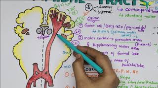 Corticospinal tracts Pyramidal Tracts Pathway Neurophysiology Super Easy Explanation [upl. by Kylstra]