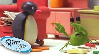 Pingu and the School Pet  Pingu Official  Cartoons for Kids [upl. by Nnahteb]